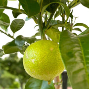 Gardenaria Bergamotto - Citrus bergamia - Pianta di agrume da frutto in vaso Altezza: 125/140 cm (vaso26)