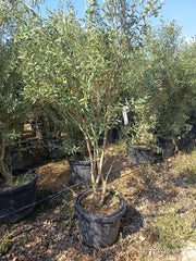 OLEA EUROPAEA ORNAM. MULTITRONCO 45 CIPRESSINO