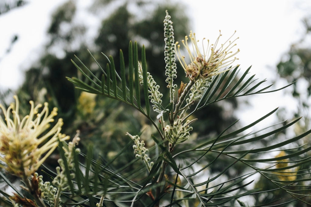 GREVILLEA MONT TAMBORITA VASO 18