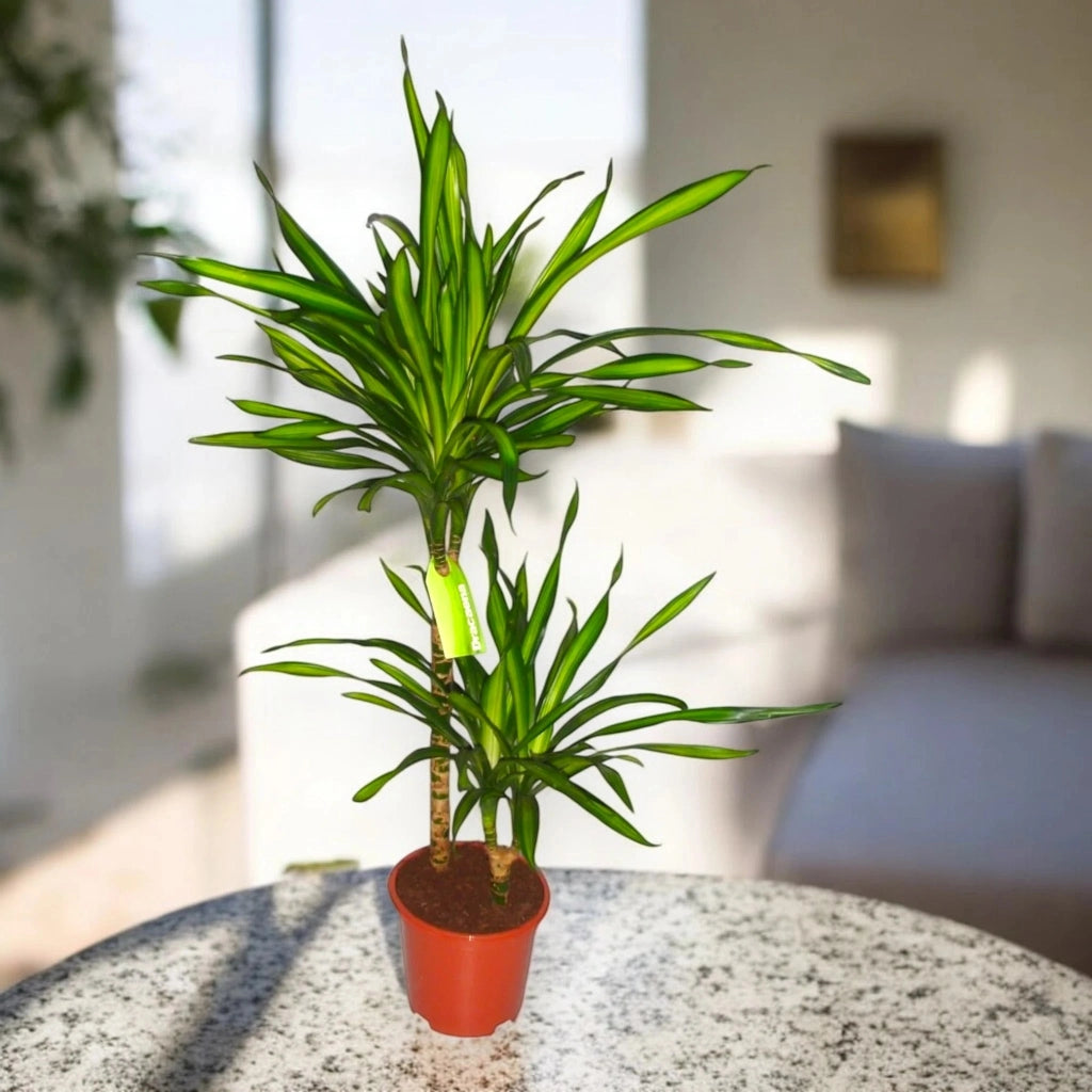 Gardenaria Dracaena fragrans 'Riki' - Pianta da interno ornamentale Altezza: 140 cm (vaso 30)