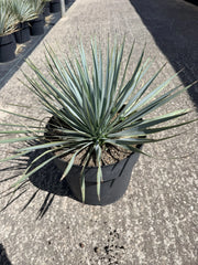YUCCA RIGIDA VASO 24