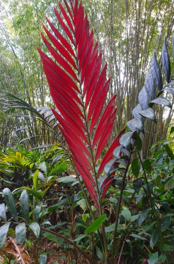 Pianta Chambeyronia macrocarpa, H80cm, foto reali
