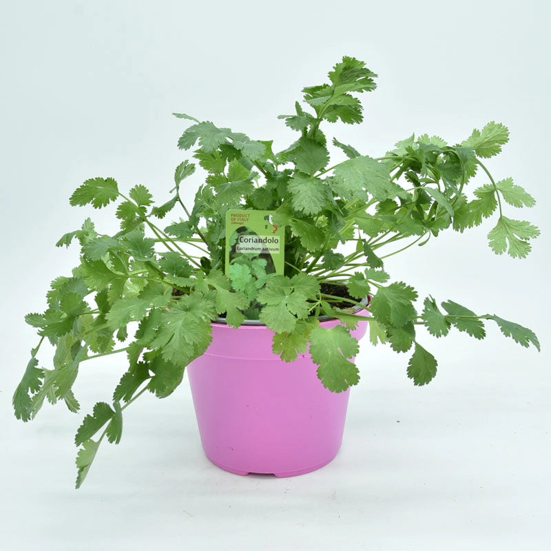 Coriandolo in Vaso 14 cm – Altezza 20 cm, Pianta Aromatica