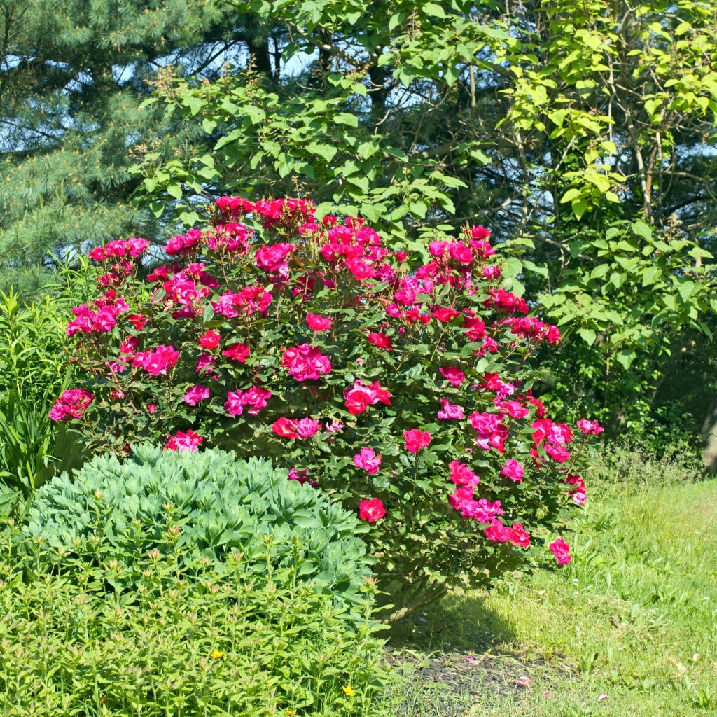 Gardenaria Rosa paesaggistica 'Red Knock Out' Meilland - Rosa da giardino Altezza: 25/30 cm (vaso19)