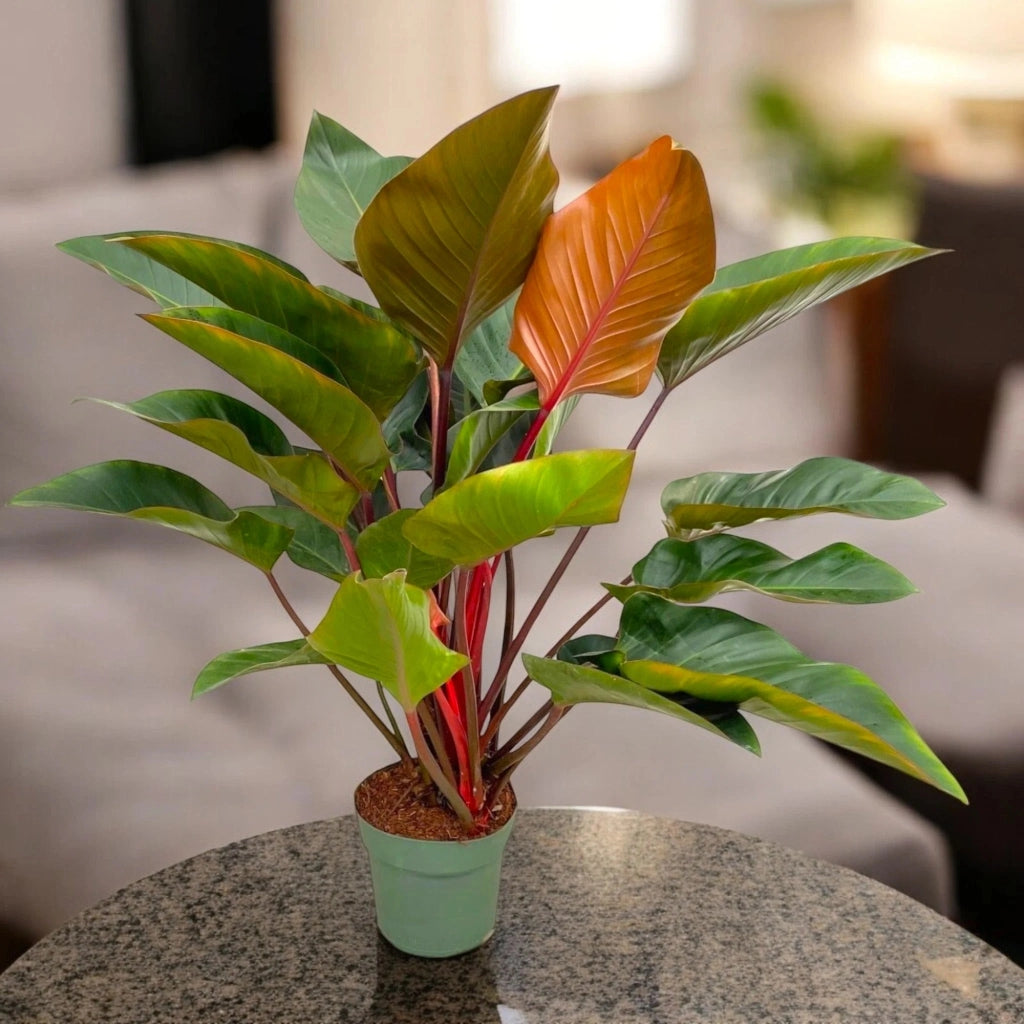 Gardenaria Philodendron 'Red Beauty' - Pianta da interno ornamentale Altezza: 100 cm (vaso 27)