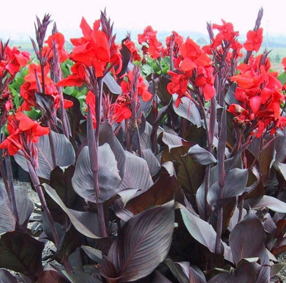 Canna indica rossa, vaso 24cm, foto reali