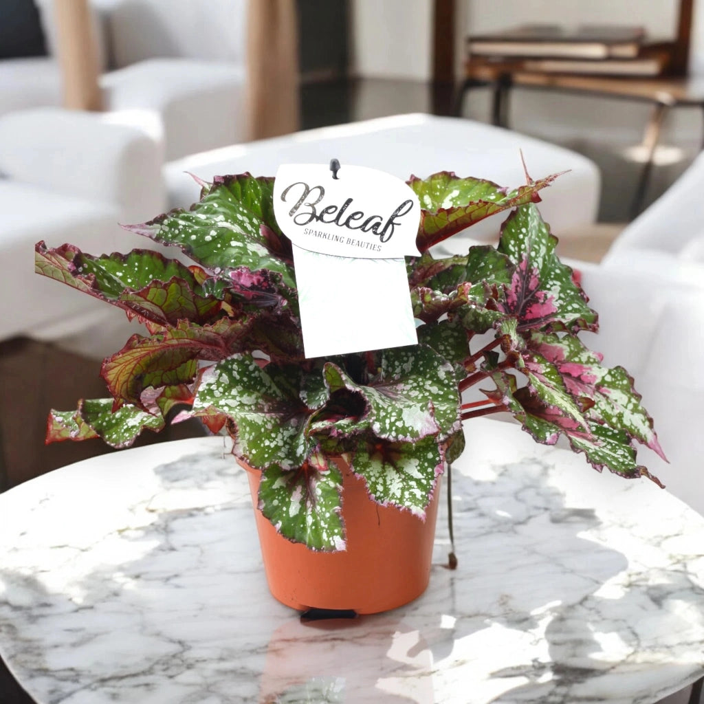 Gardenaria Begonia rex 'Alaska Creek' - Pianta da interno ornamentale Altezza: 32 cm (vaso 17)