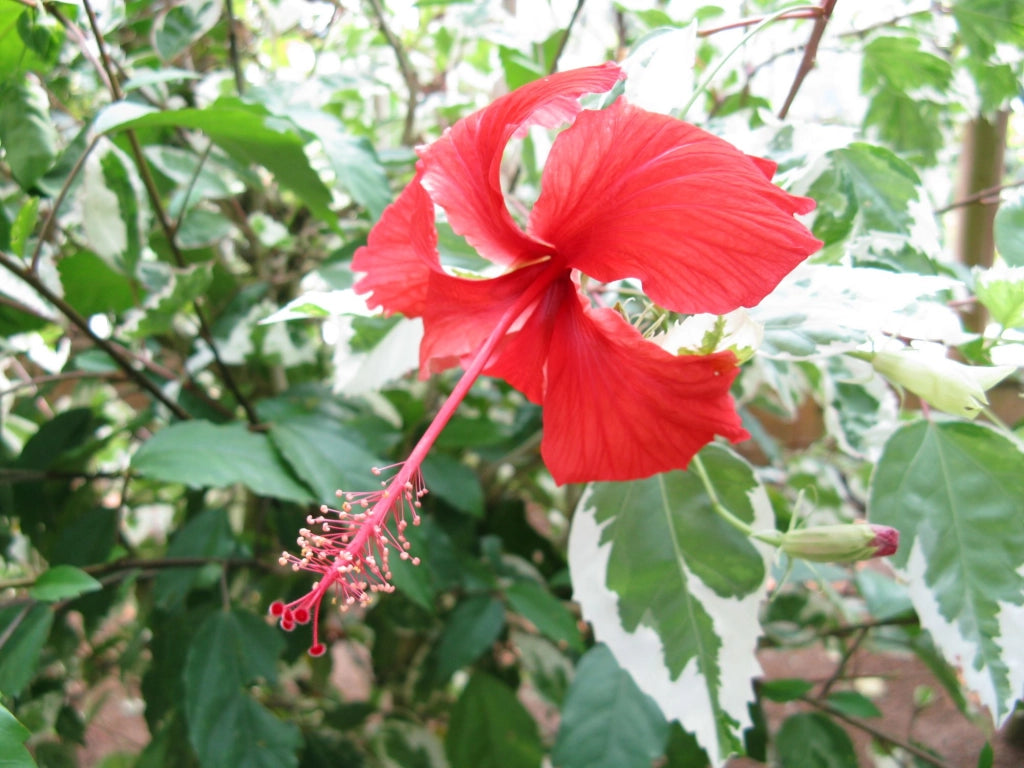 Hibiscus rosa-sinensis 'Cooperi Rose Flake' Hibiscus variegato vaso 18cm