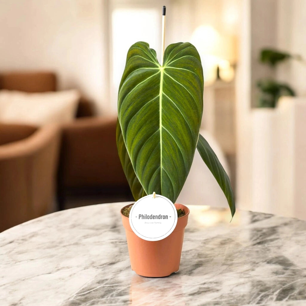 Gardenaria Philodendron melanochrysum - Pianta da interno ornamentale Altezza: 50 cm (vaso 12)