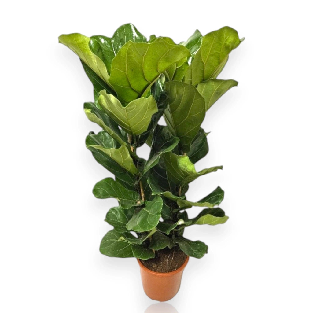 Gardenaria Ficus lyrata - Pianta da interno ornamentale Altezza: 100 cm (vaso 27)