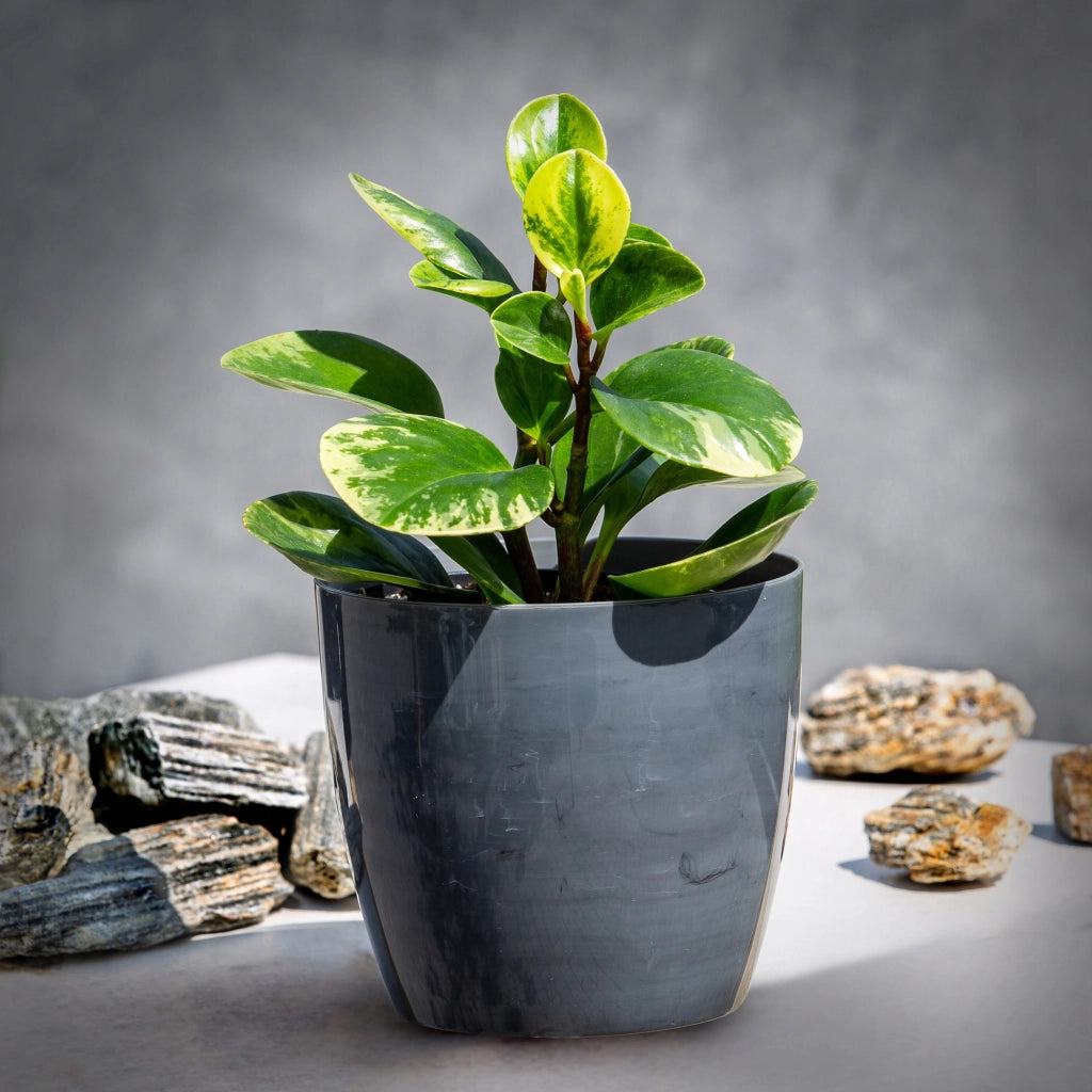 Coprivaso KADAX da 18 cm, vaso da fiori grigio effetto marmo, supporto per fiori da soggiorno