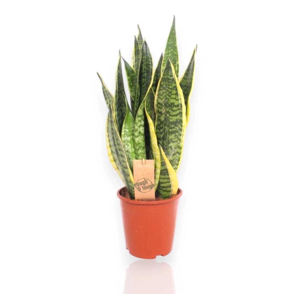 Gardenaria Sansevieria trifasciata 'Futura Superba' - Pianta da interno ornamentale Altezza: 40 cm (vaso 12)