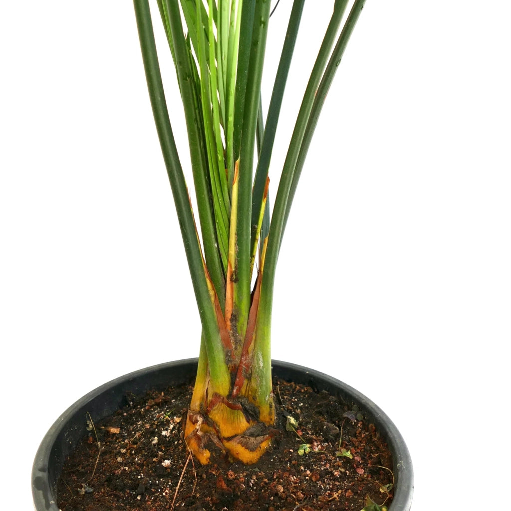 Macrozamia mountperriensis – Cicadea australiana rara sempreverde ornamentale