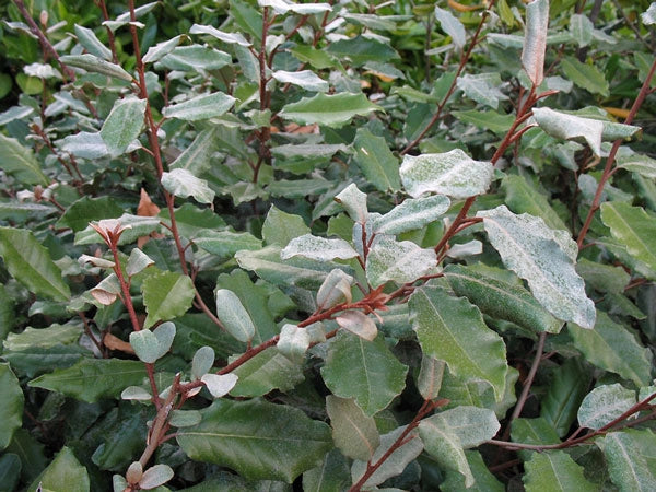 Eleagnus Ebbingei vaso 18cm H 110cm