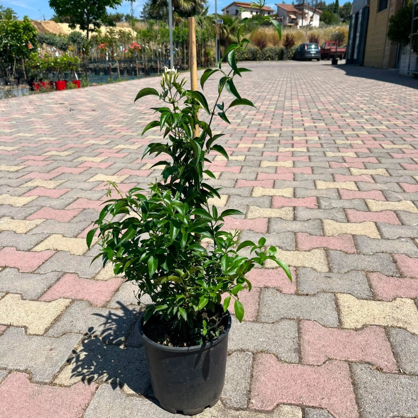 Gelsomino Trifogliato Azoricum sempreverde rampicante profumato vaso1 8cm AMDGarden