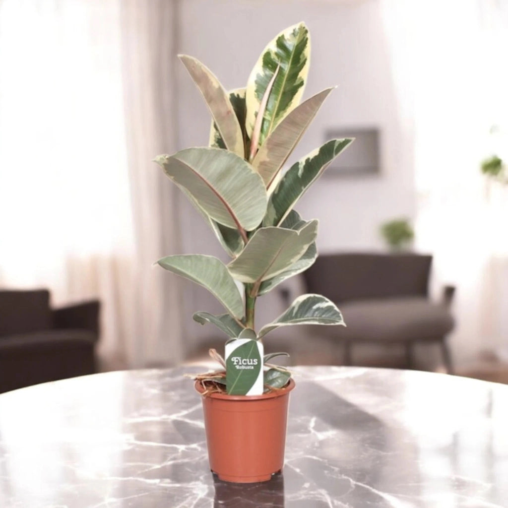Gardenaria Ficus elastica 'Tineke' - Pianta da interno ornamentale Altezza: 55 cm (vaso 17)