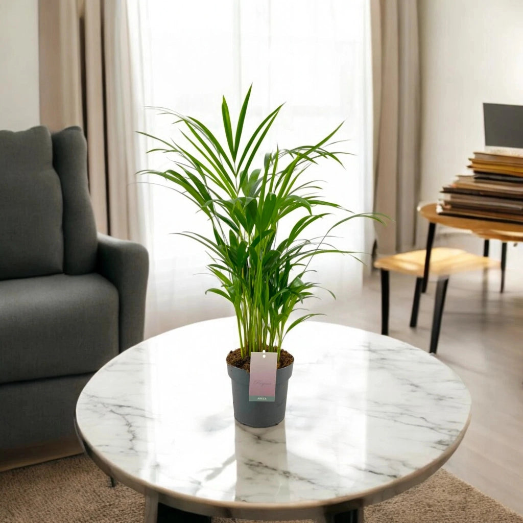 Gardenaria Areca - Dypsis lutescens - Pianta da interno ornamentale Altezza: 110 cm (vaso 22)