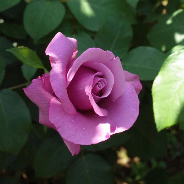 Gardenaria Rosa 'Charles De Gaulle' - Rosa da giardino Altezza: 40/50 cm (vaso20)