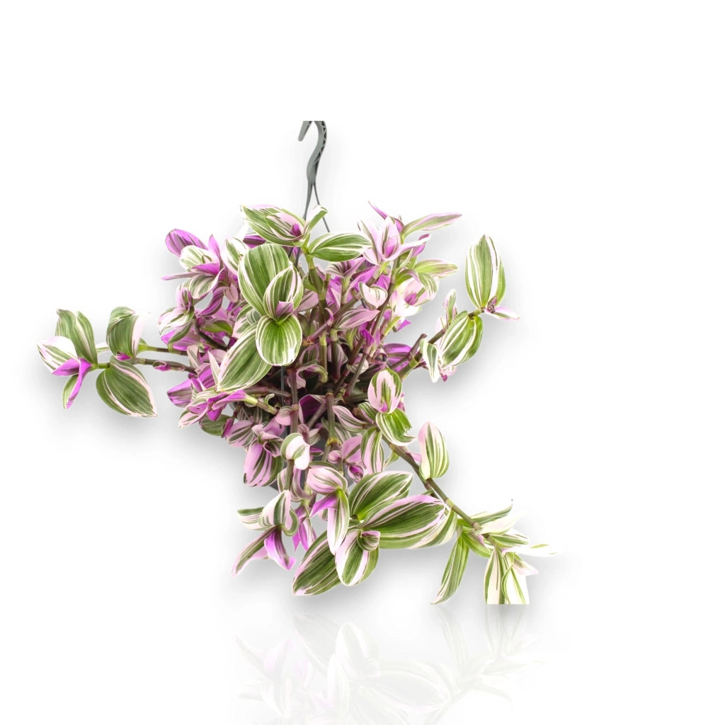 Gardenaria Tradescantia cerinthoides 'Nanouk' basket - Pianta da interno ornamentale Altezza: 40 cm (vaso 23)