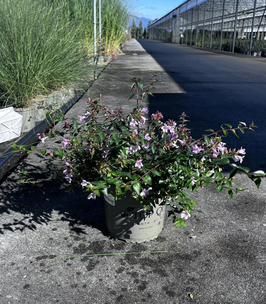 Gardenaria Abelia grandiflora - Arbusto ornamentale da giardino Altezza: 30/35 cm (vaso19)