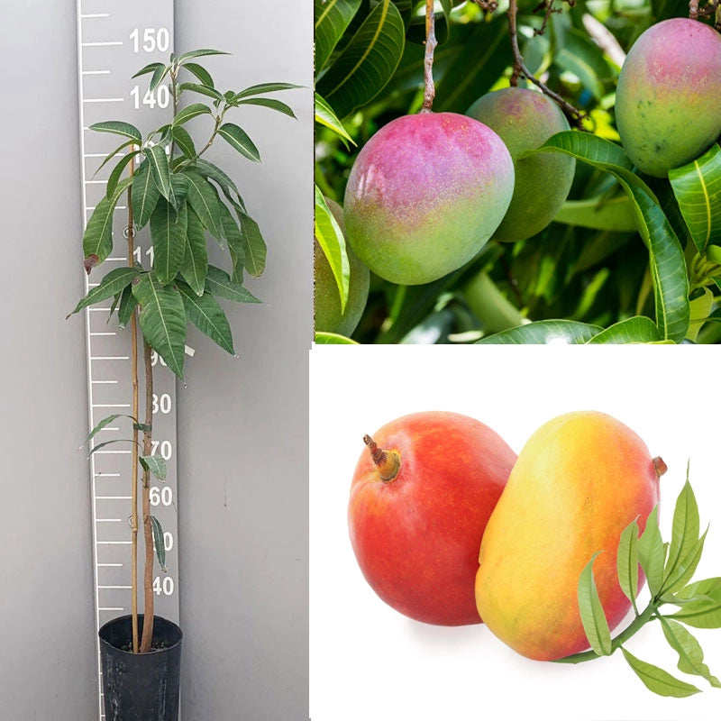 Pianta di Mango Alphonso – Varietà Pregiata dal Sapore Dolce e Aromatico