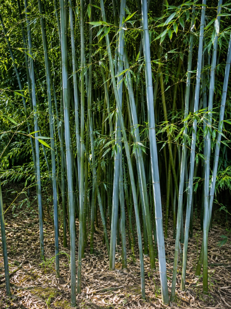 Gardenaria Bambù Blu - Phyllostachys glaucescens - Bambù ornamentale da esterno Altezza: 200/250 cm (vaso28)