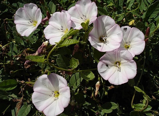 Pianta Convolvulus cneorum vaso 14, foto reali