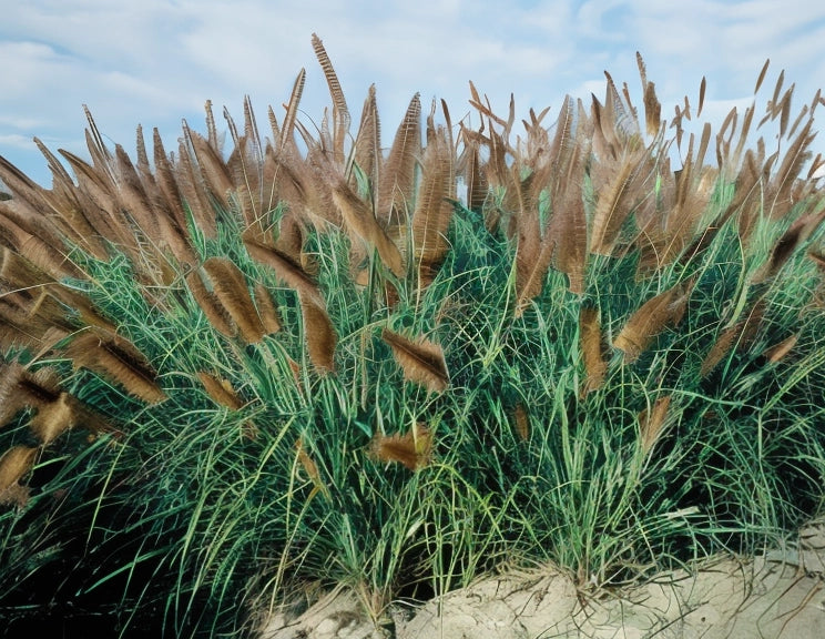 Gardenaria Pennisetum alopecuroides 'Moudry' - Graminacea ornamentale da esterno Altezza: 40 cm (vaso 17)