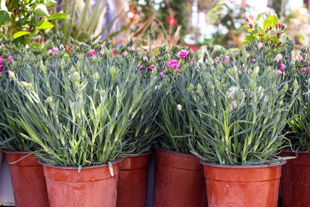 DIANTHUS KAORI (GAROFANO) VASO 18