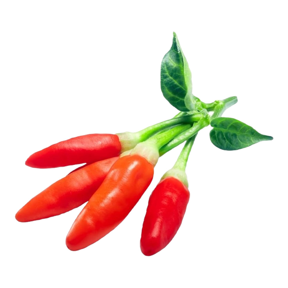 1 Pianta di PEPERONCINO PICCANTE TABASCO multicolore IN VASO 9 CM peperoncini