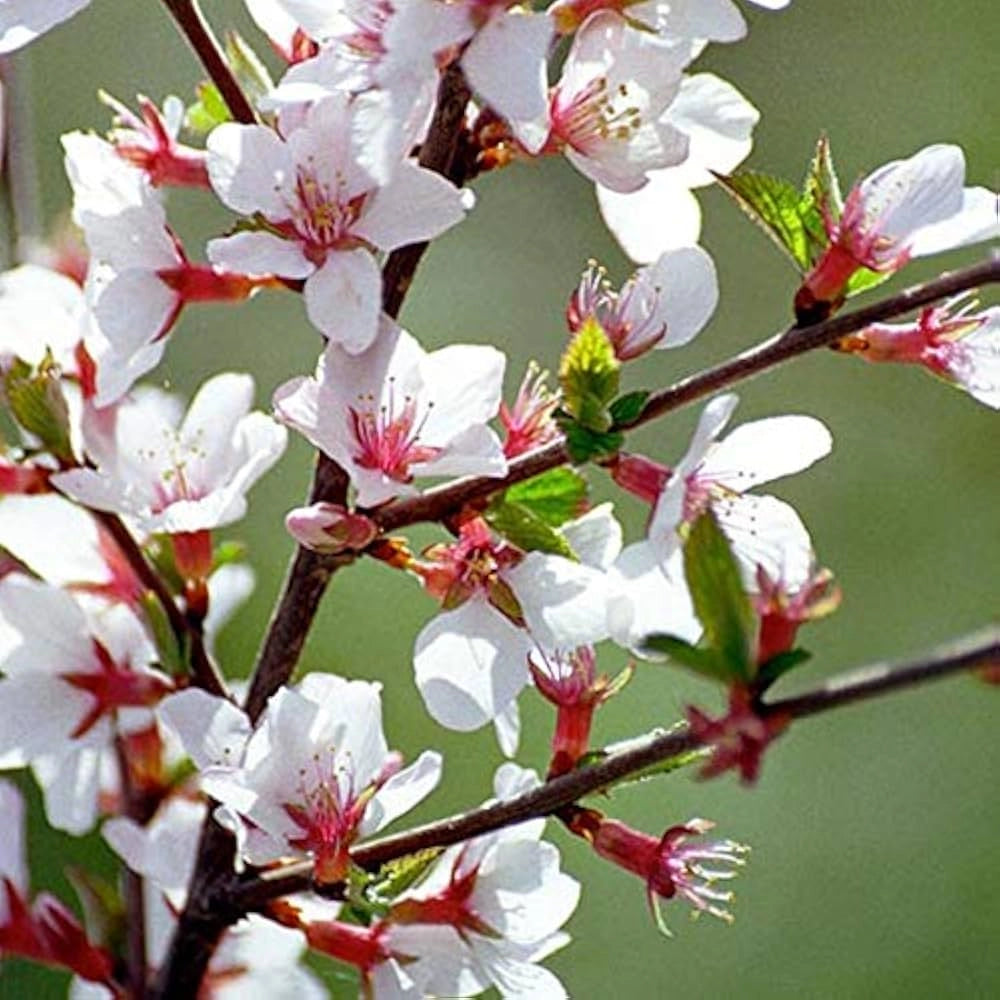 Ciliegio di Nanchino Ciliegio da Fiore Prunus Tomentosa in vaso 18 cm AMDGarden