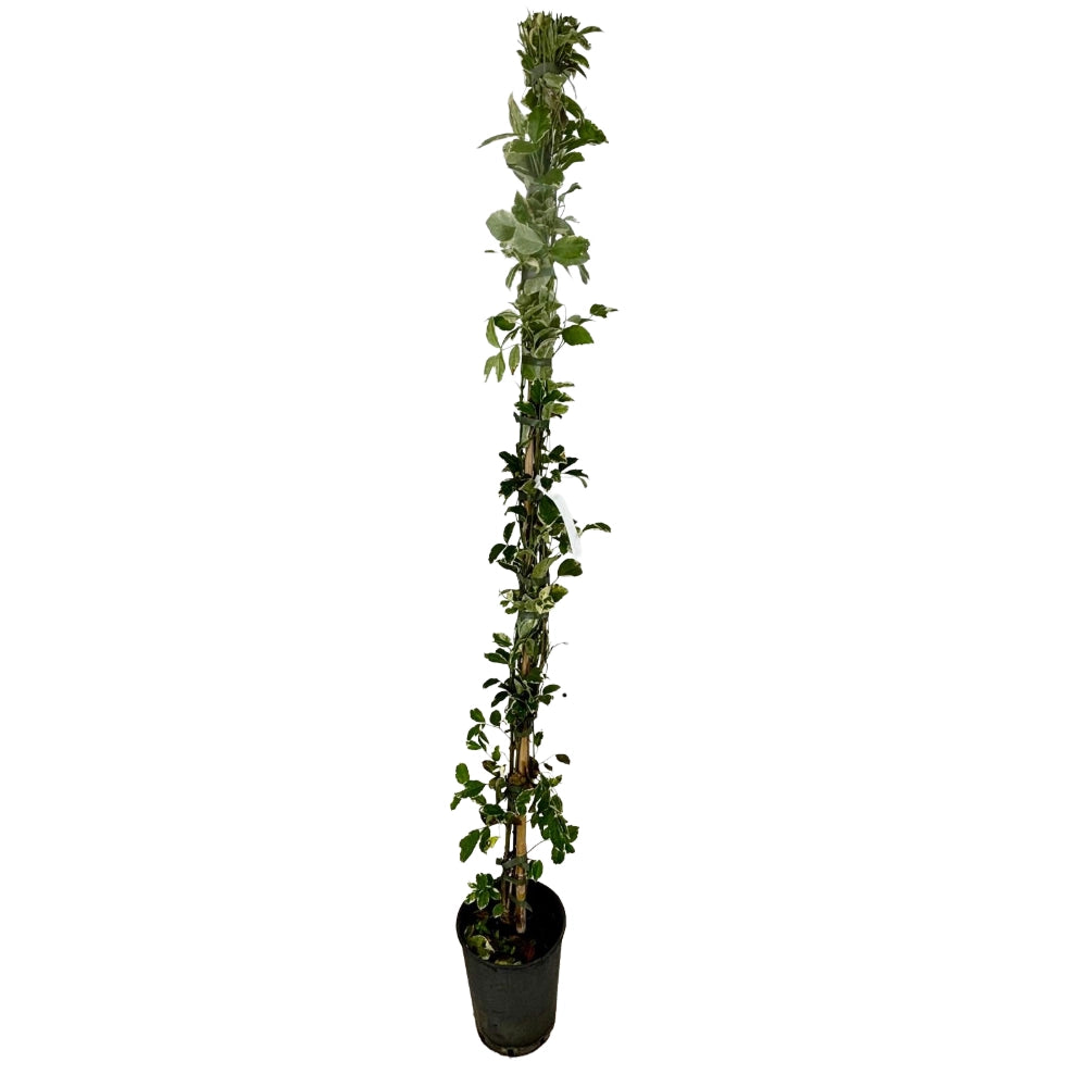 Pianta di PANDOREA JASMINOIDES BIgnonia VARIEGATA h 150 fiore rosa vaso 18 cm
