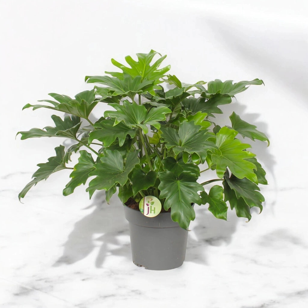 Gardenaria Philodendron bipinnatifidum 'Little Hope' - Pianta da interno ornamentale Altezza: 75 cm (vaso 19)