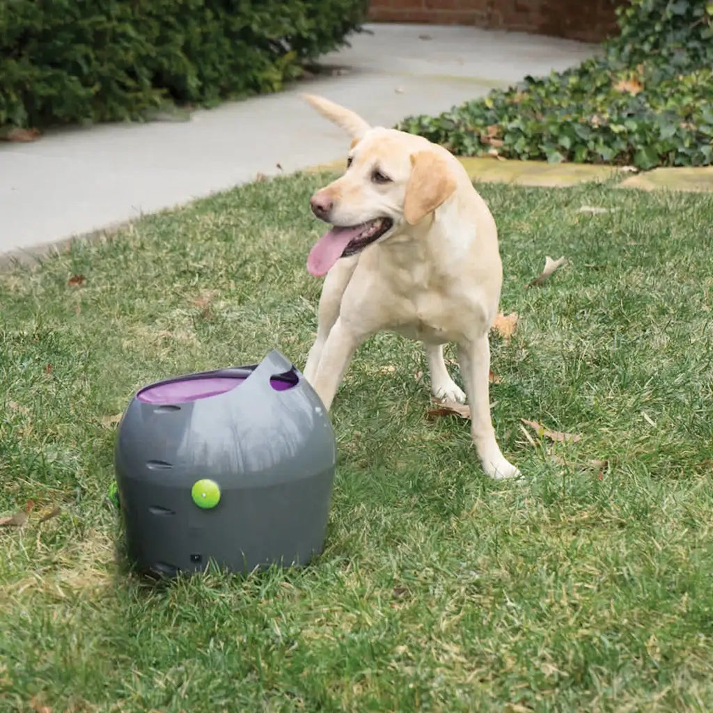 PetSafe Lanciapalline Automatico 9 m Grigio e Viola 411446