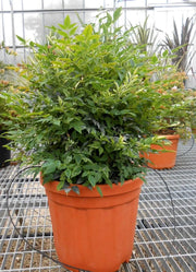 Gardenaria Nandina domestica 'Gulf Stream' Rubra - Arbusto ornamentale da giardino Altezza: 50/60 cm (vaso24)