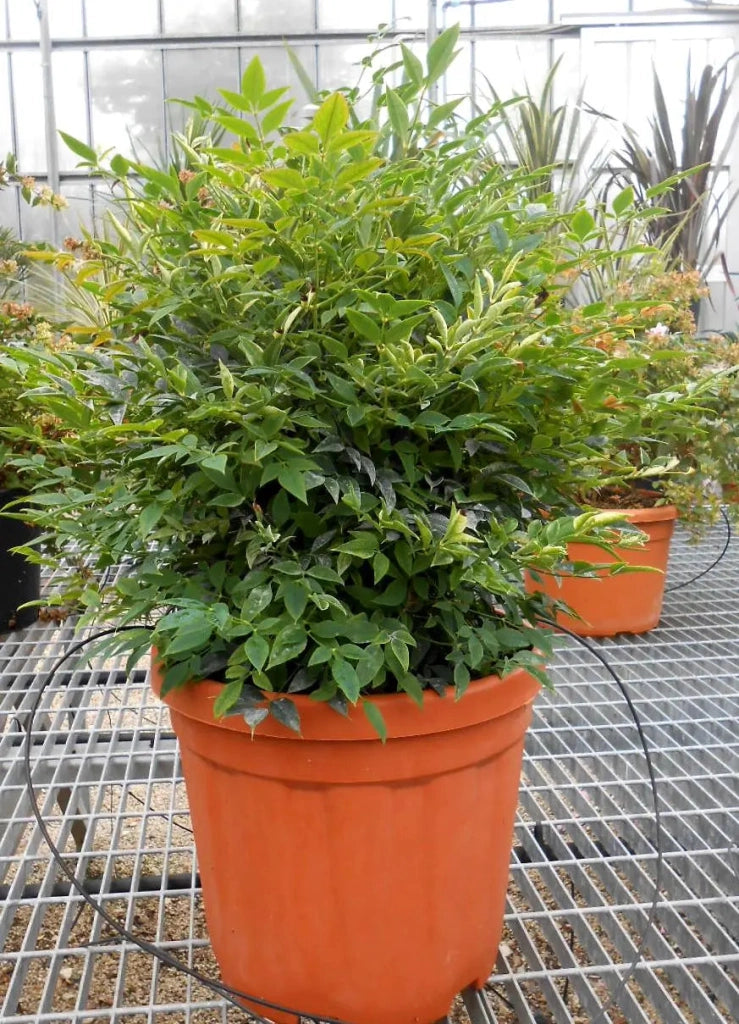 Gardenaria Nandina domestica 'Gulf Stream' Rubra - Arbusto ornamentale da giardino Altezza: 50/60 cm (vaso24)
