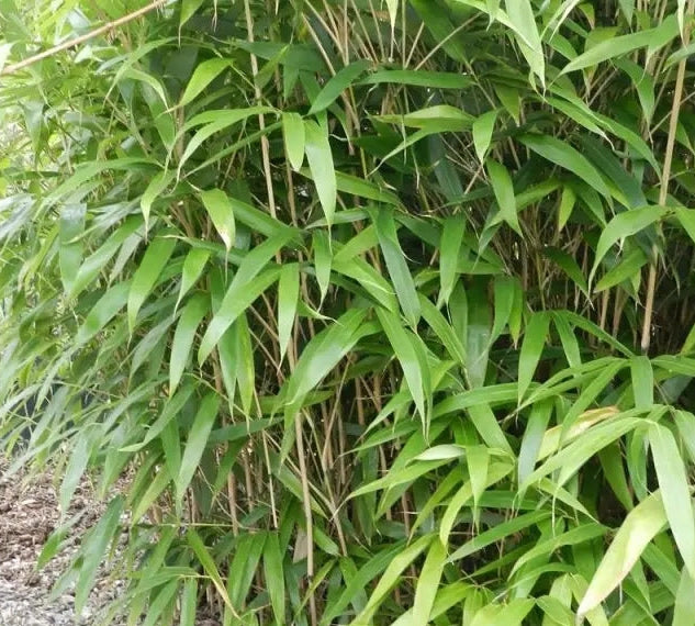 Gardenaria Bambù Foglia Larga (Metake) - Pseudosasa japonica - Bambù ornamentale da esterno Altezza: 50/70 cm (vaso19)