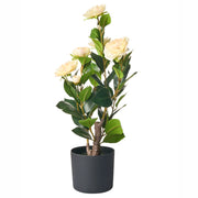 Pianta artificiale in vaso Materiale sintetico verde 60 cm Decorativa Finta Imitazione