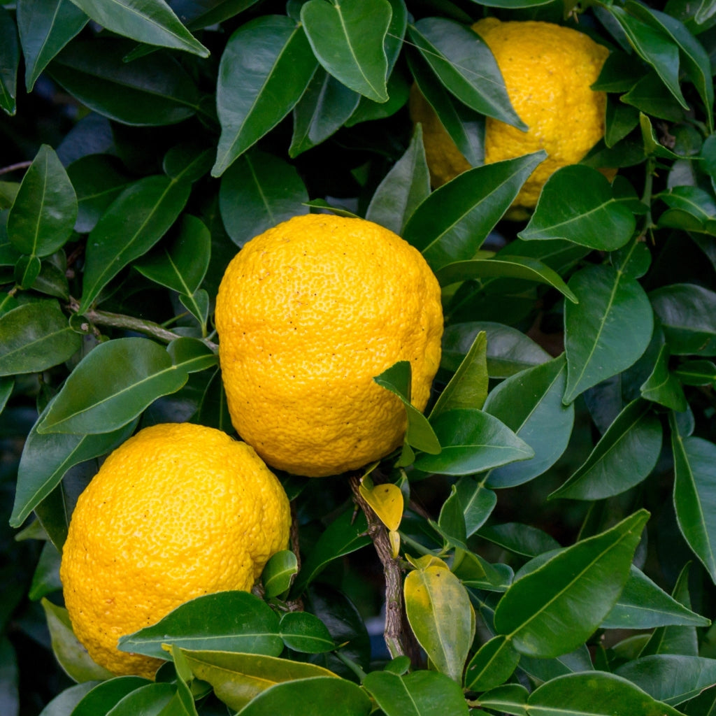 Gardenaria Yuzu - Citrus junos - Pianta di agrume da frutto in vaso Altezza: 60/65 cm (vaso19)