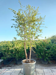 QUERCUS SUBER CESP.45 DUE TRONCHI