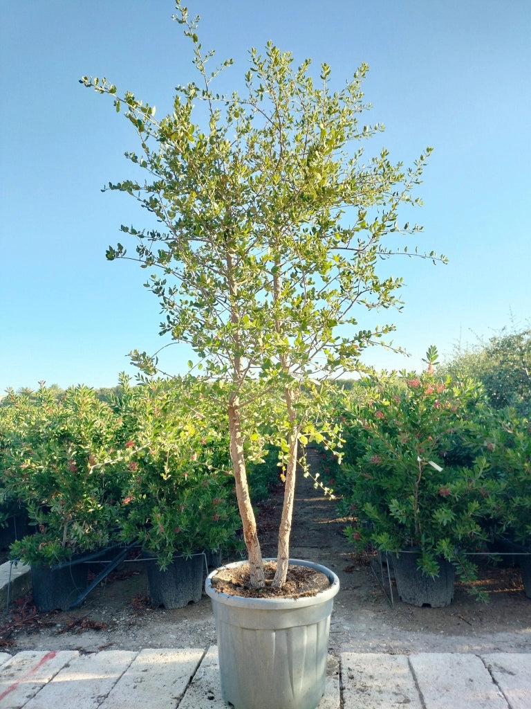 QUERCUS SUBER CESP.45 DUE TRONCHI
