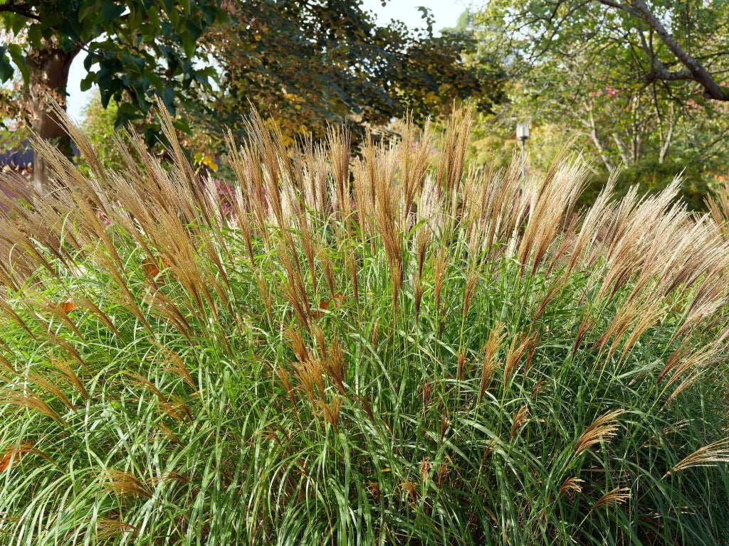 Gardenaria Calamagrostis acutiflora 'Karl Foerster' - Graminacea ornamentale da esterno Altezza: 100 cm (vaso 24)