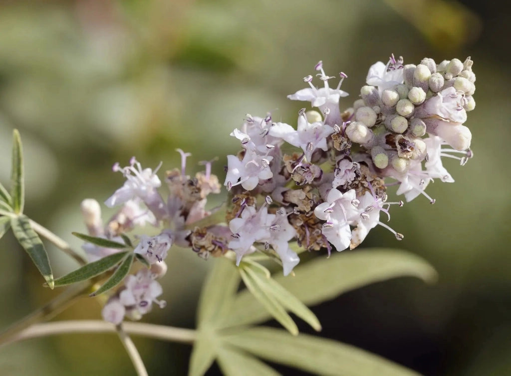 Gardenaria Vitex agnus-castus 'Galactic Pink' - Arbusto ornamentale da giardino Altezza: 40/50 cm (vaso18)