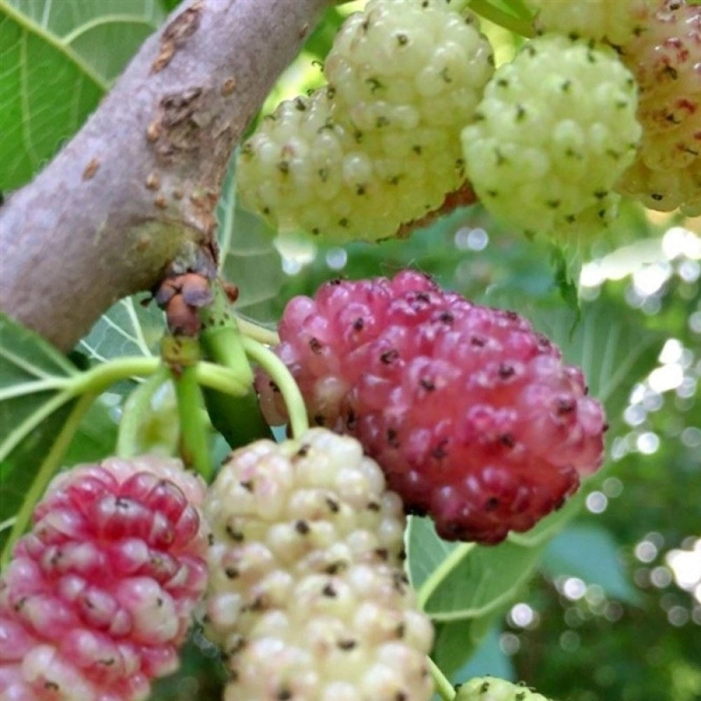Gelso Sangue e Latte Morus - pianta da frutto frutta Asia Moraceae Foto Reali