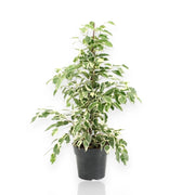 Gardenaria Ficus benjamina 'Twilight' - Pianta da interno ornamentale Altezza: 140 cm (vaso 27)
