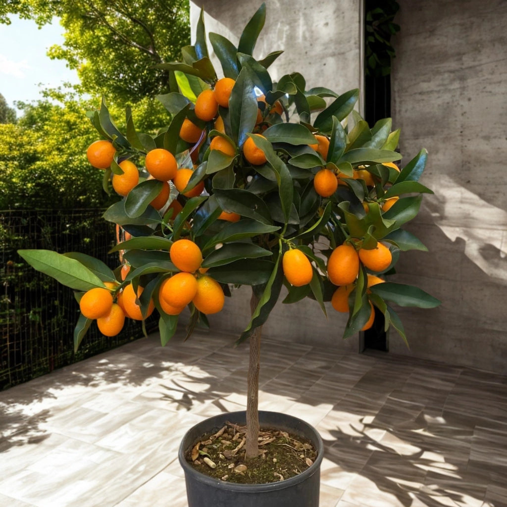 Gardenaria Kumquat - Fortunella margarita - Pianta di agrume da frutto in vaso Altezza: 160 cm (vaso 35)