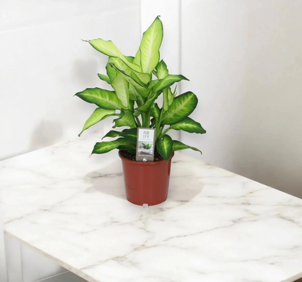 Gardenaria Dieffenbachia 'Summer style' - Pianta da interno ornamentale Altezza: 60 cm (vaso 17)
