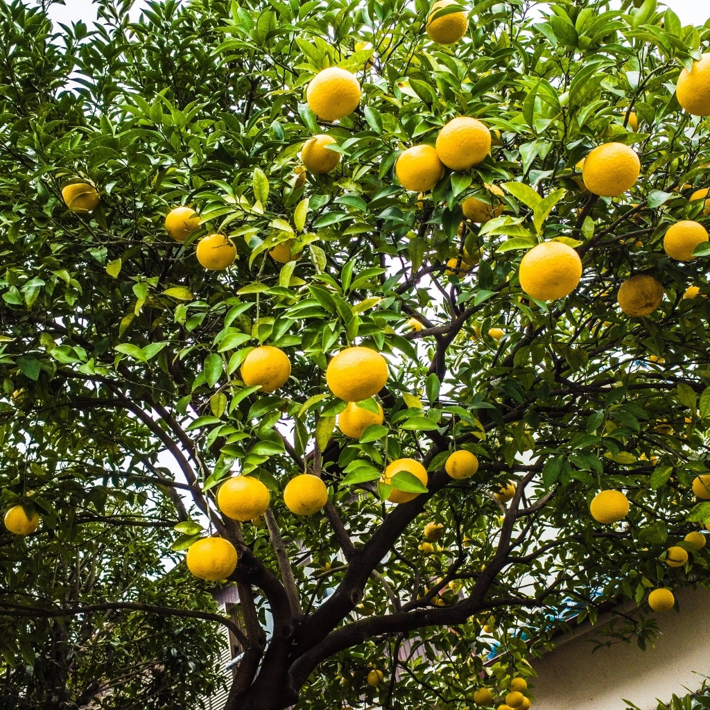 Gardenaria Mandarino - Citrus reticulata - Pianta di agrume da frutto in vaso Altezza: 125/140 cm (vaso26)