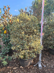 Agrifoglio Ilex Aquifolium Argenteomarginata Piramide Vaso 60 cm H 160-170