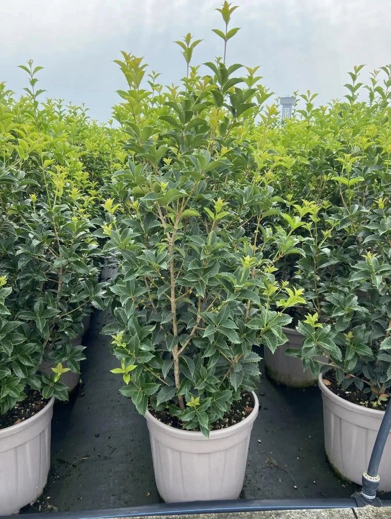 Gardenaria Osmanthus aquifolium - Arbusto ornamentale da giardino Altezza: 50/70 cm (vaso19)